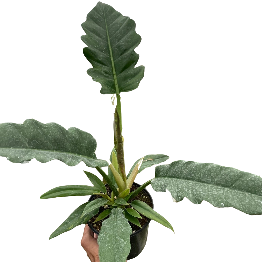 Philodendron Jungle Boogie Live House Plant