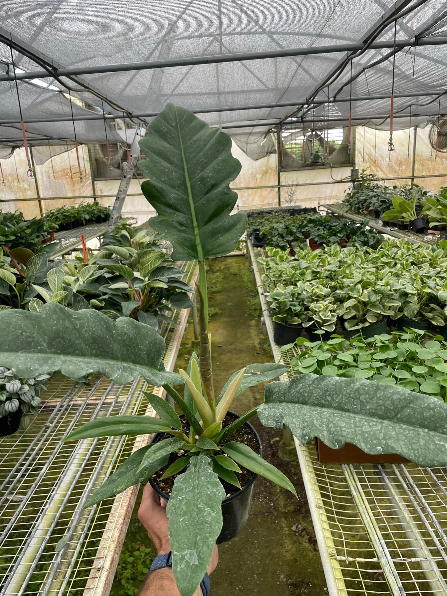 Philodendron Jungle Boogie Live House Plant