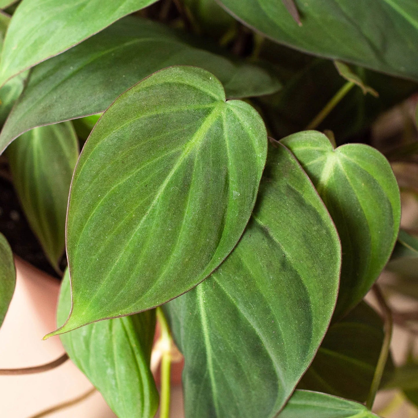 Micans Philodendron Velvet Plant Live House Plant Hanging Indoor Plant Vining Fuzzy Christmas House Plant