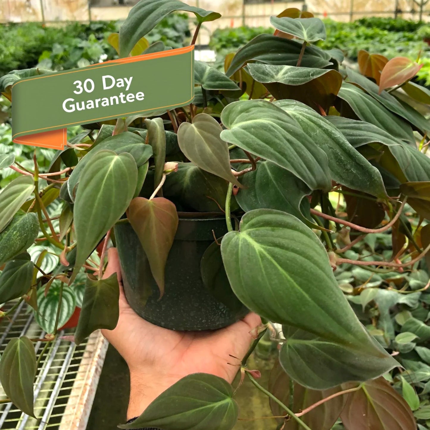 Micans Philodendron Velvet Plant Live House Plant Hanging Indoor Plant Vining Fuzzy Christmas House Plant