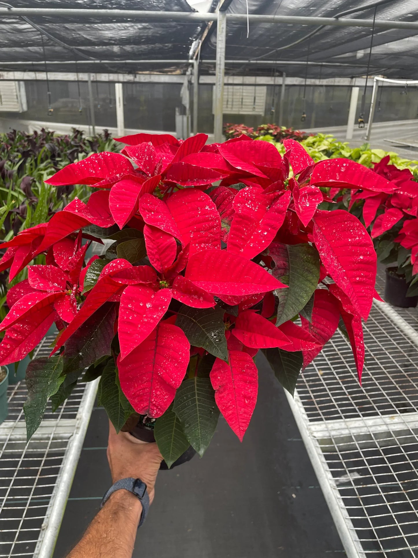 Poinsettia Red Live House Plant for Christmas