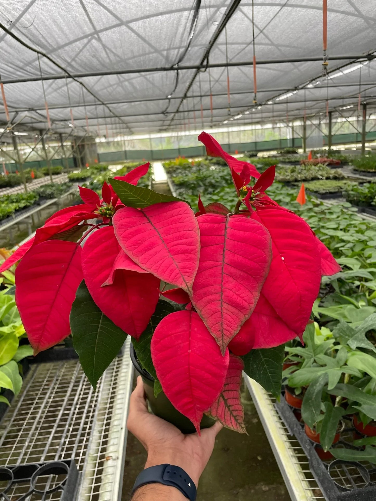 Poinsettia Red Live House Plant for Christmas