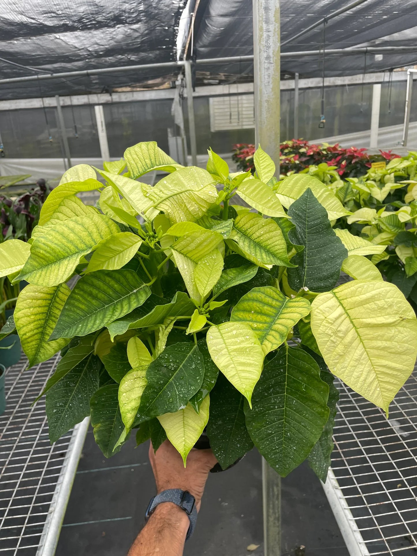 Poinsettia White Live House Plant for Christmas