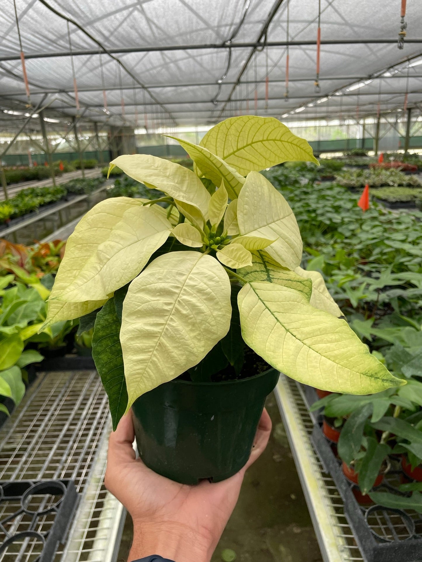 Poinsettia White Live House Plant for Christmas