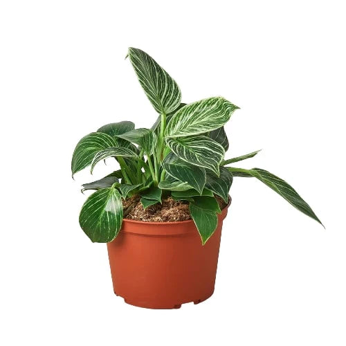 Philodendron Birkin Plant