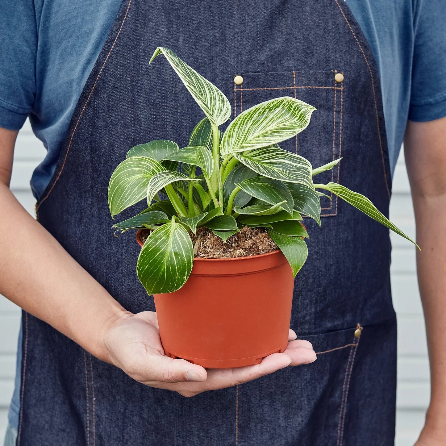 Philodendron Birkin Plant