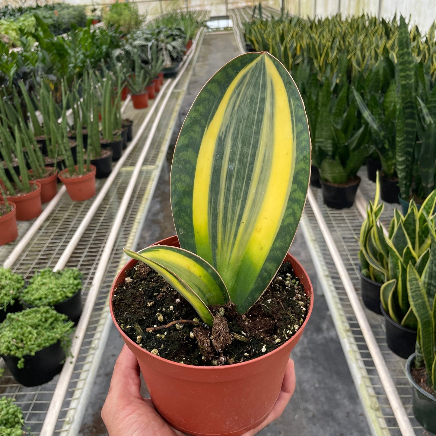 Variegated Shark Fin Snake Plant Plant Live House Plant Low Maintenance Easy Care Low Light Air Purifying Plant
