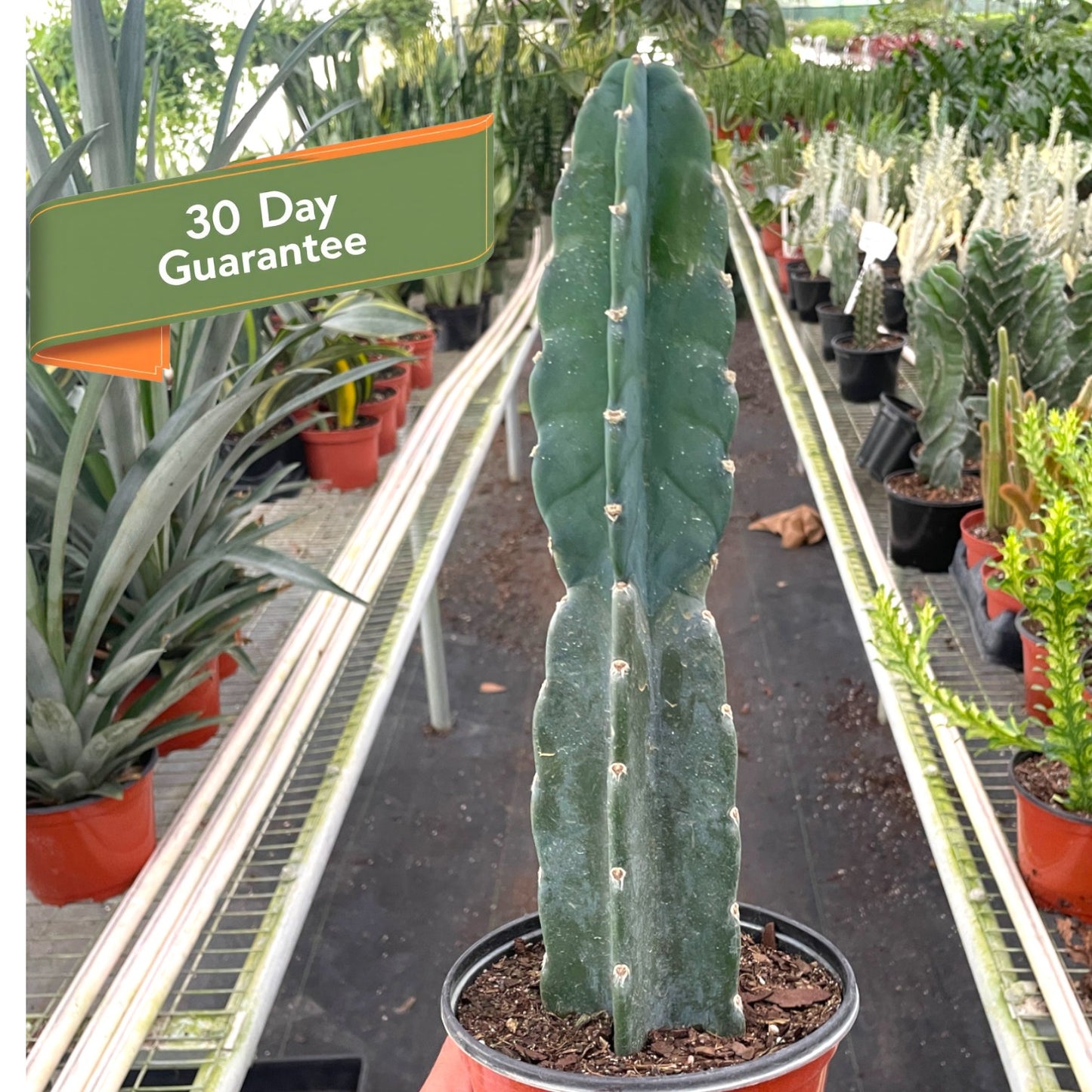 Cuddly Cactus Plant Succulent Cereus Live House Plant Low Maintenance Indoor Plant