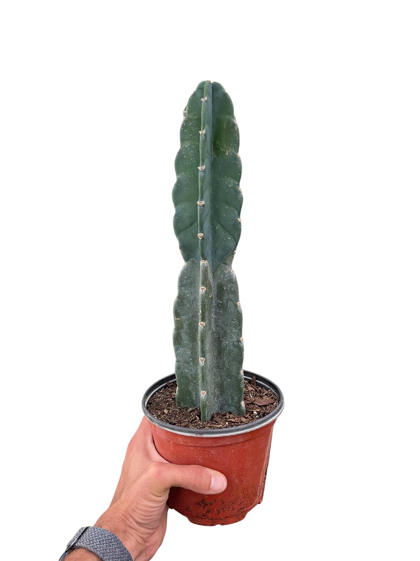 Cuddly Cactus Plant Succulent Cereus Live House Plant Low Maintenance Indoor Plant