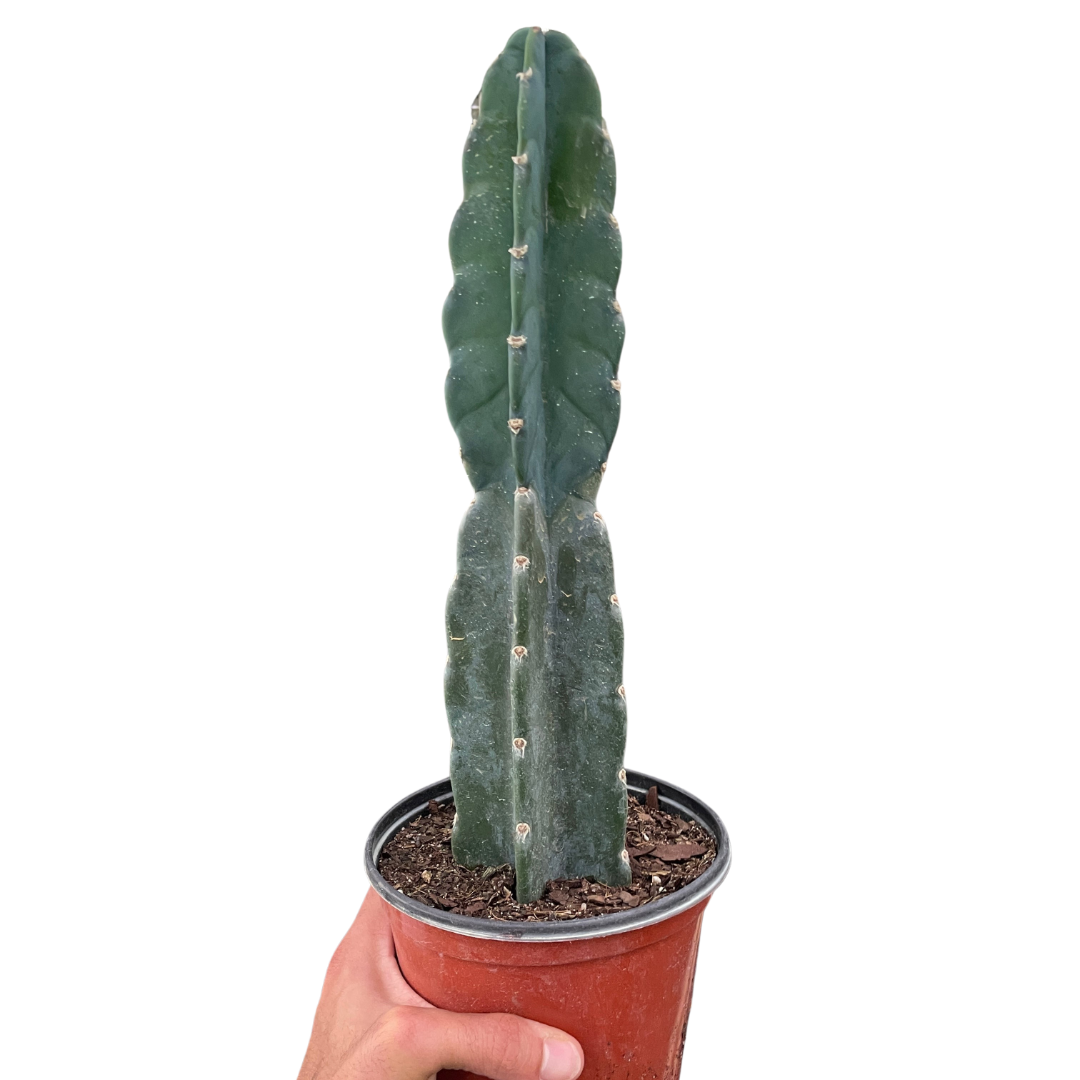 Cuddly Cactus Plant Succulent Cereus Live House Plant Low Maintenance Indoor Plant