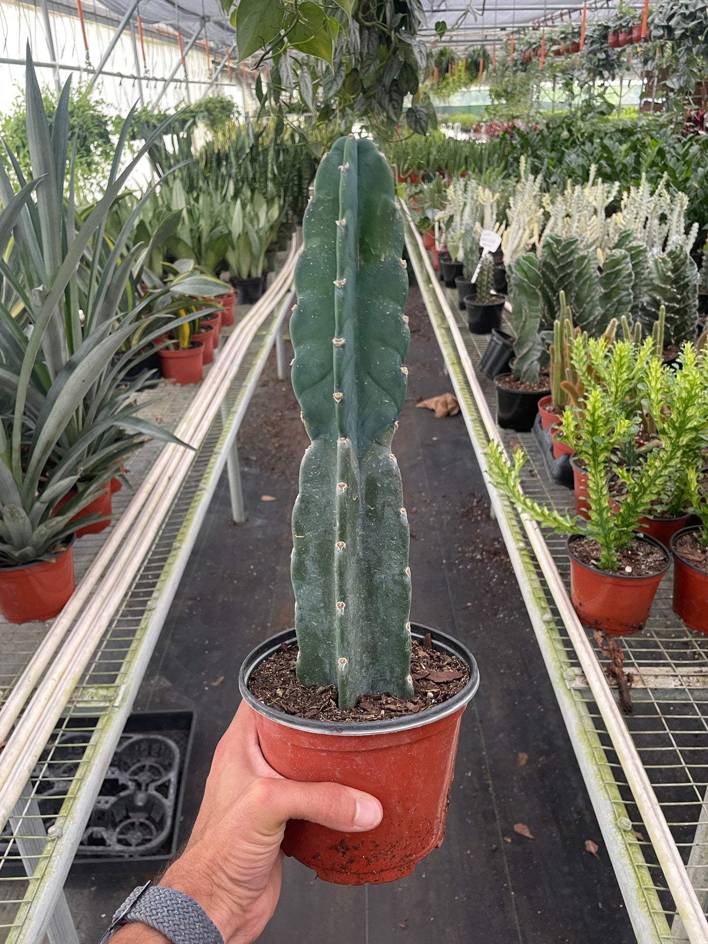 Cuddly Cactus Plant Succulent Cereus Live House Plant Low Maintenance Indoor Plant