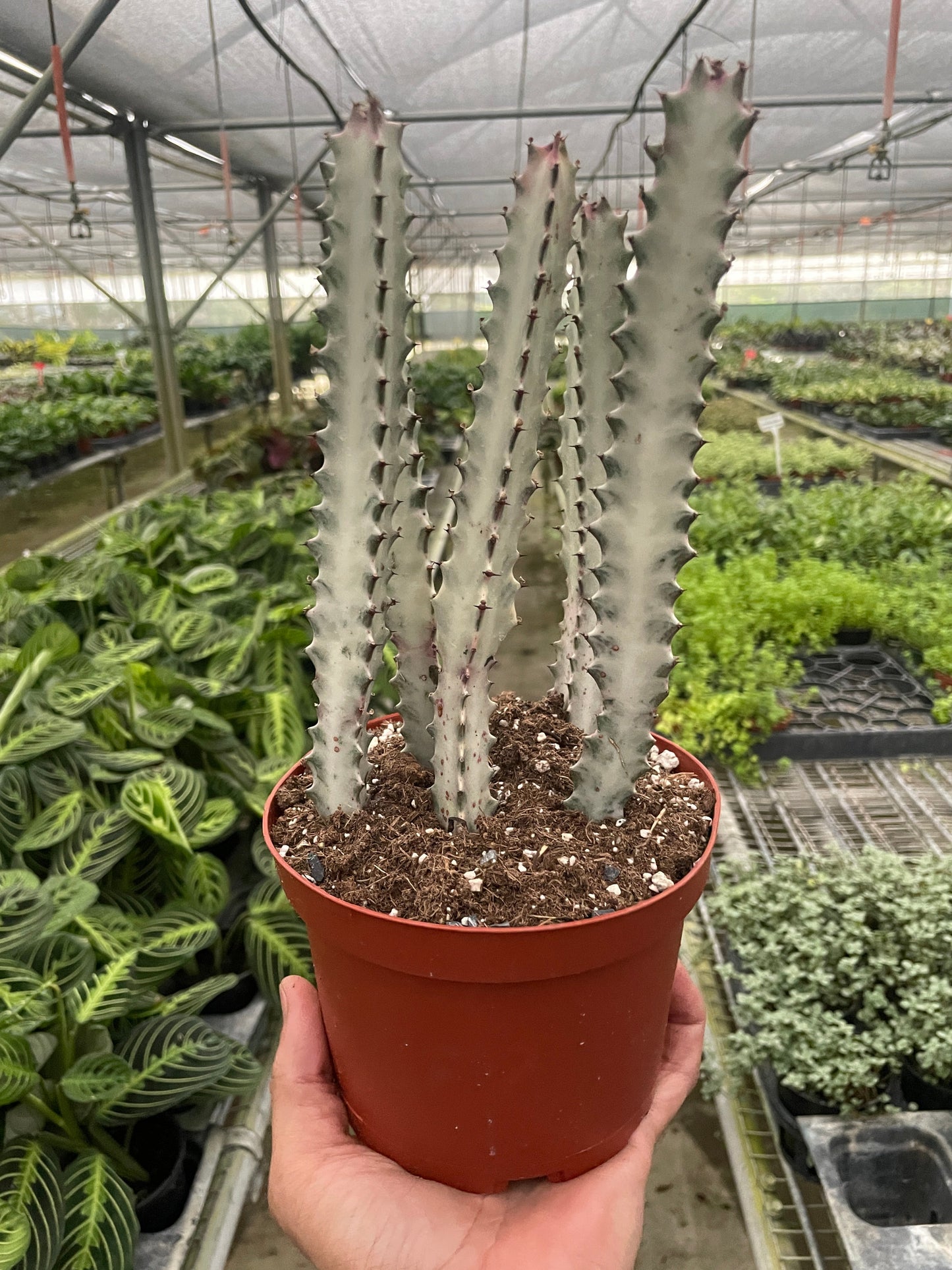 Succulent Euphorbia Dragon Bone Live Euphorbia Plant House Plant Cactus Succulent Variegated Unique House Plant
