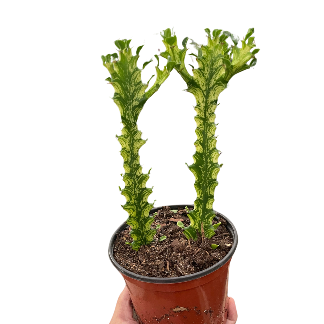 Euphorbia Mint Cream Live Euphorbia Plant House Plant Cactus Succulent Variegated Unique House Plant