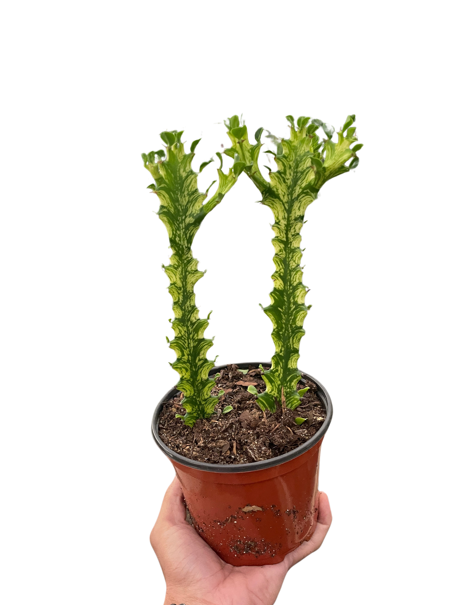 Euphorbia Mint Cream Live Euphorbia Plant House Plant Cactus Succulent Variegated Unique House Plant