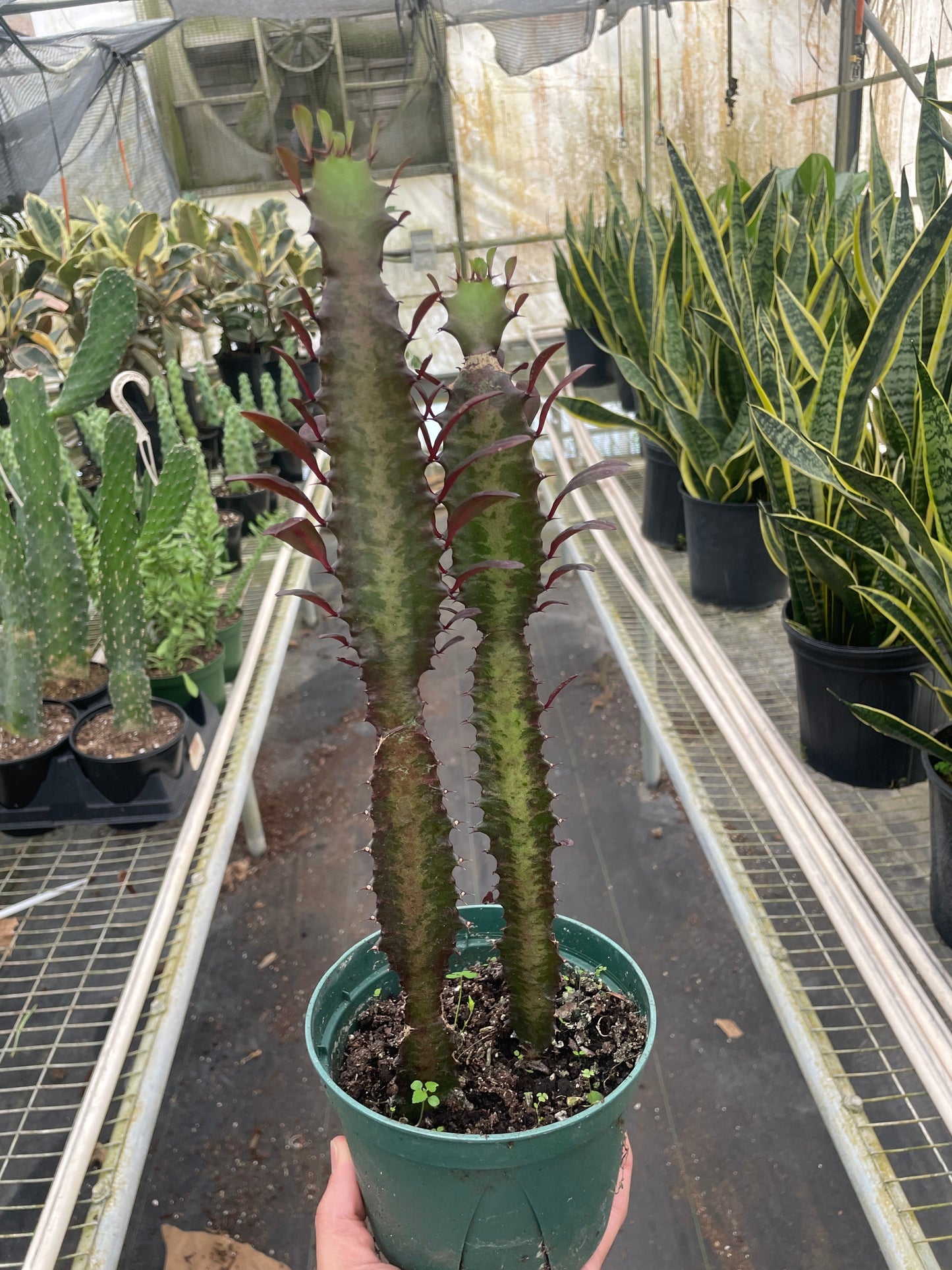 Succulent Euphorbia Trigona Rubra Live Euphorbia Plant House Plant Cactus Red Succulent Unique House Plant