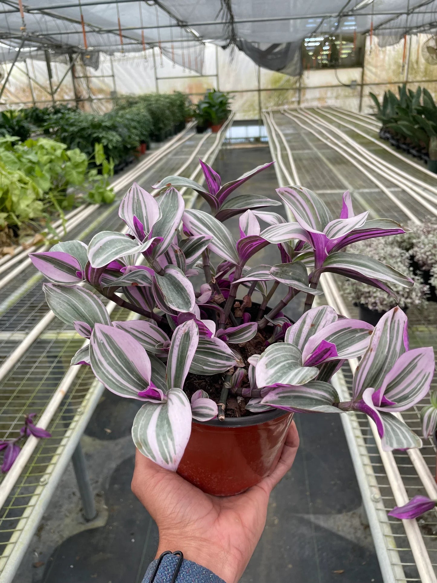 Tradescantia Nanouk Plant Purple House Plant Vining Hanging