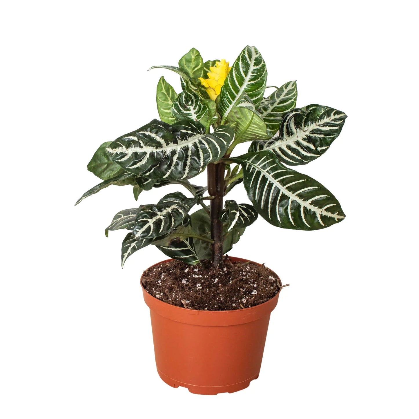 Zebra Aphelandra Plant Live Indoor Plant Easy Care House Plant Low Maintenance Striped Plant