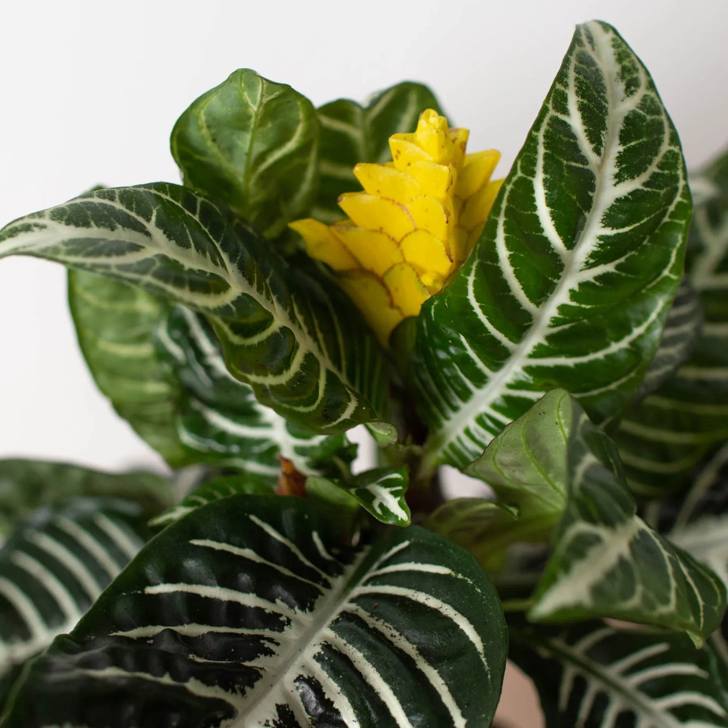 Zebra Aphelandra Plant Live Indoor Plant Easy Care House Plant Low Maintenance Striped Plant