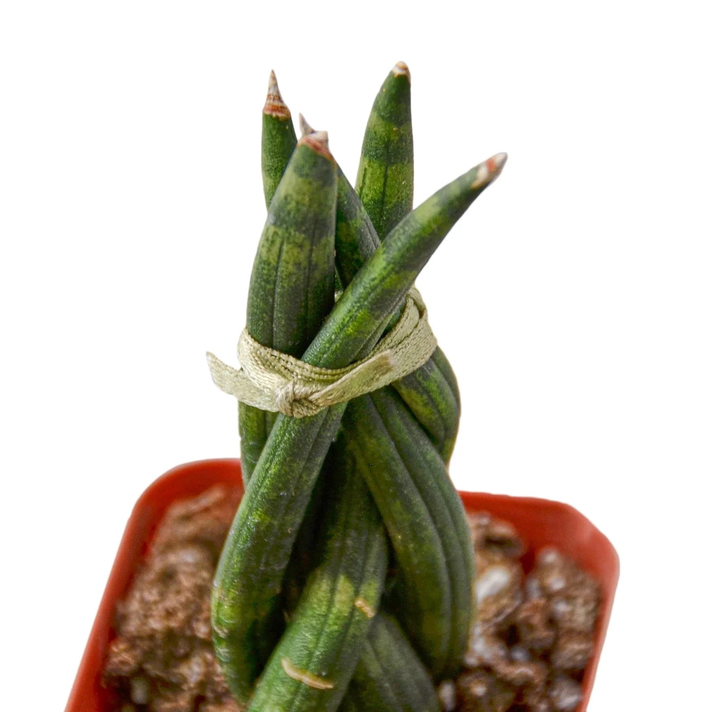 Snake Plant Braided Plant Live House Plant Low Maintenance Easy Care Low Light Air Purifying Plant Air Cleaning Live Indoor