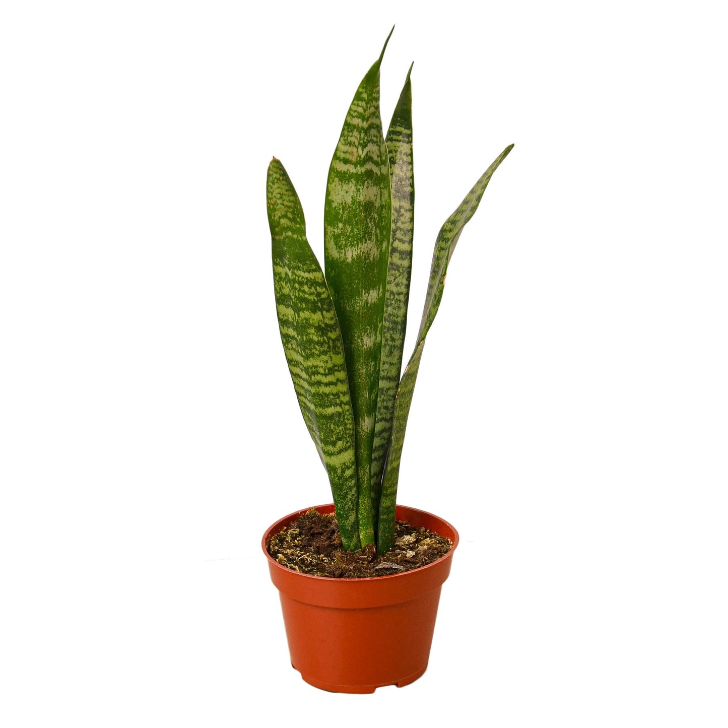 Snake Plant Zeylanica Plant Live House Plant Low Maintenance Easy Care Low Light Air Purifying Plant Air Cleaning Live Indoor