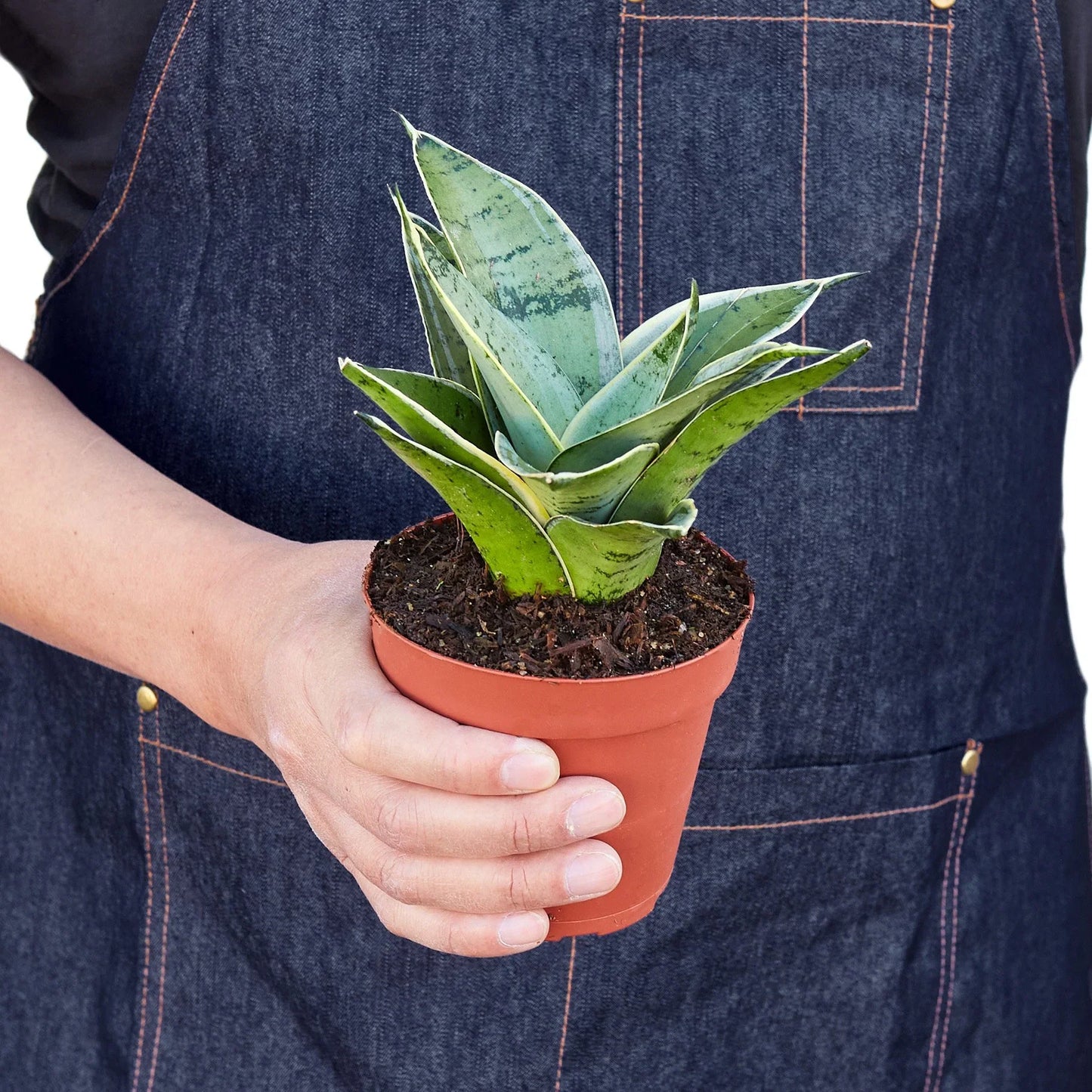 Snake Plant Starlight Plant Live House Plant Low Maintenance Easy Care Low Light Air Purifying Plant Air Cleaning Live Indoor