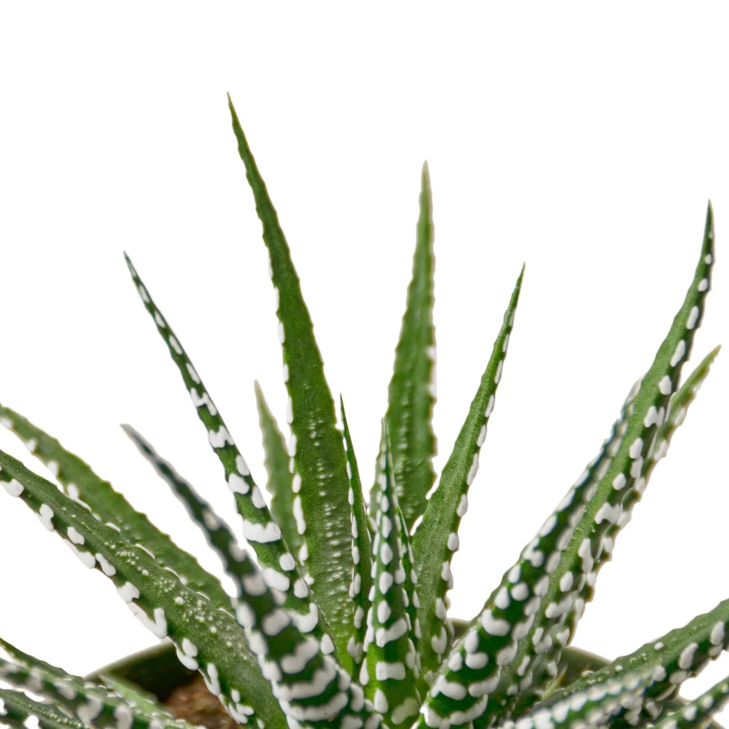 Zebra Succulent Plant Live Low Maintenance House Plant Fuzzy Plant House Plant Indoor