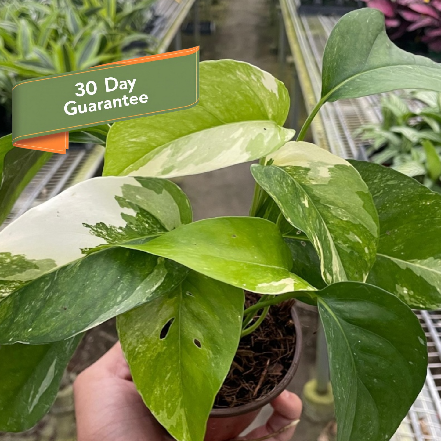 Pothos Albo Variegata Live Variegated Pothos Rare House Plant Variegated Hanging Indoor Plant Vining Plant Pothos in Pot Pothos Plant Live
