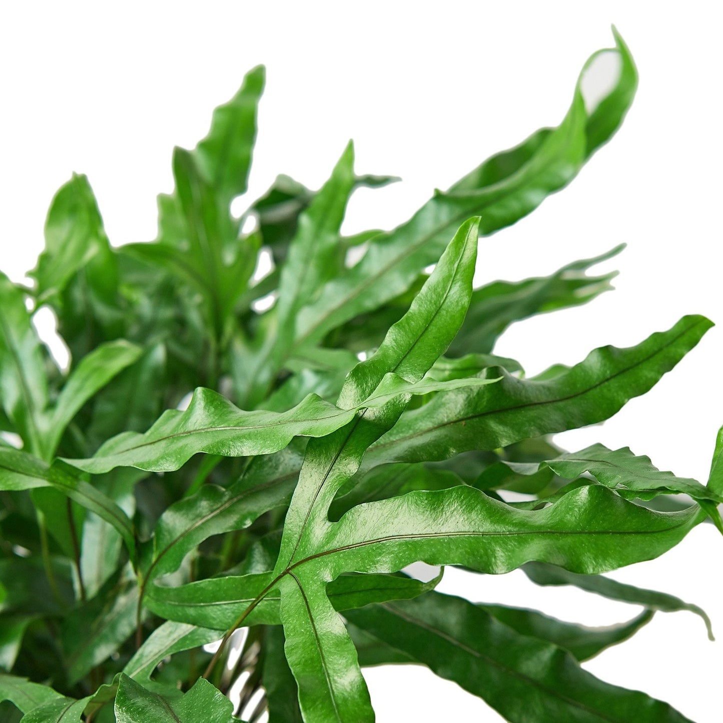 Fern Kangaroo Paw Live House Plant