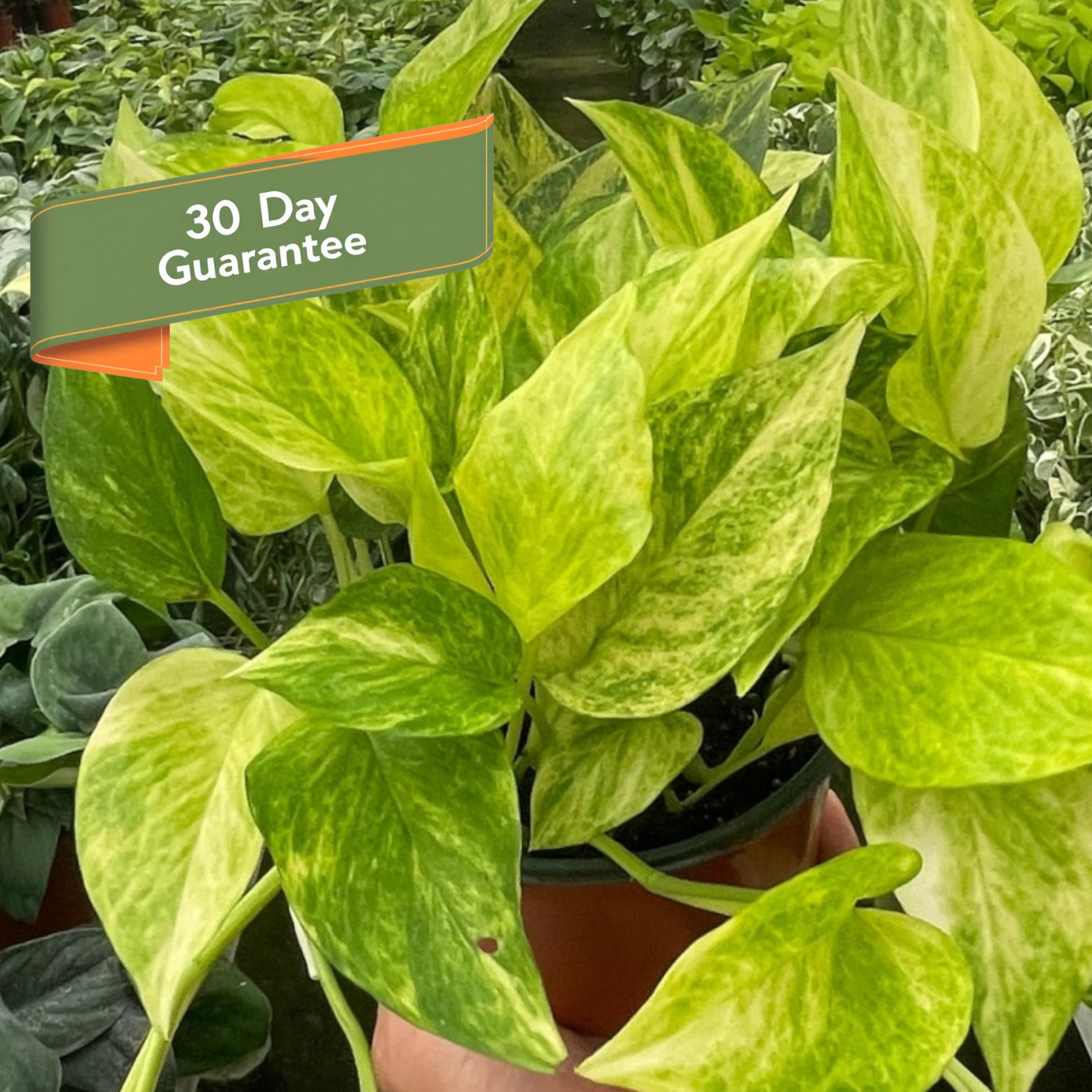Neon Queen Pothos Plant Live Pothos Rare House Plant Hanging Indoor Plant Vining Plant Rooted Pothos in Pot XXL Pothos Aquarium Paludarium