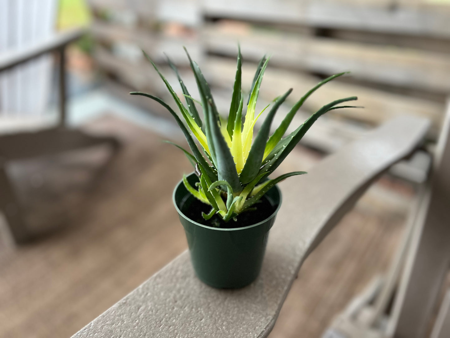 Aloe Solar Flare Plant Live Rare Aloe Vera House Plant Variegated Aloe Humilis Hybrid