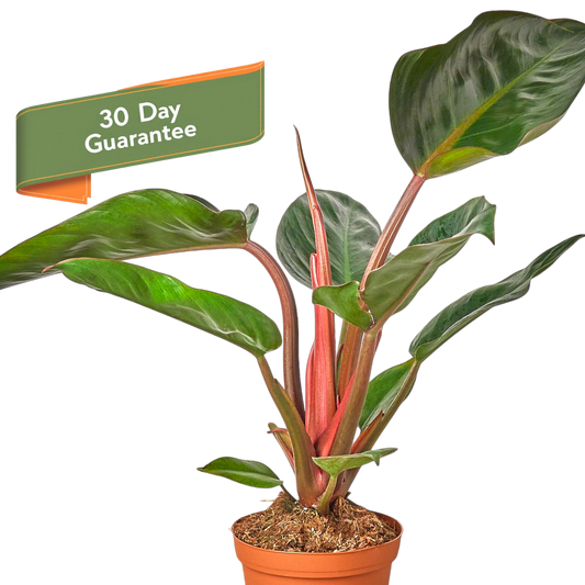 Philodendron Congo Rojo