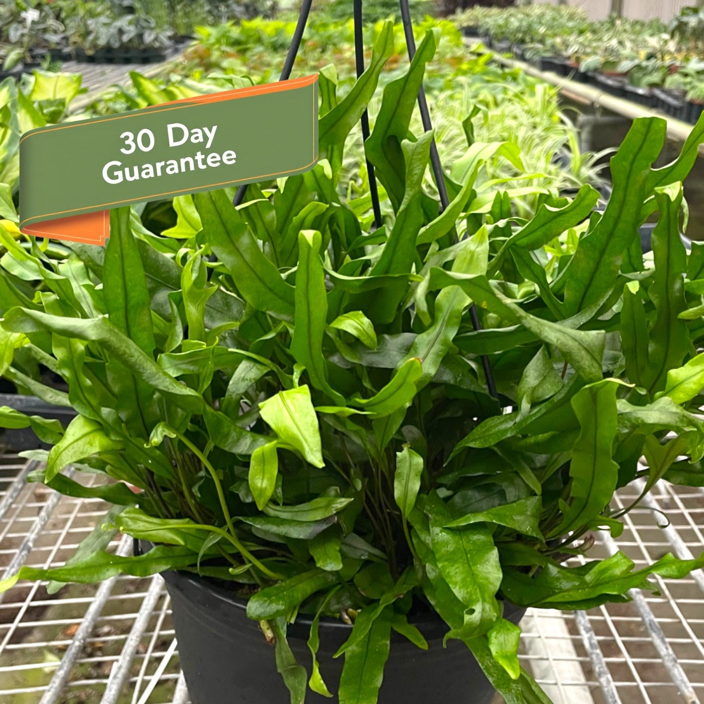 Fern Kangaroo Paw Live House Plant