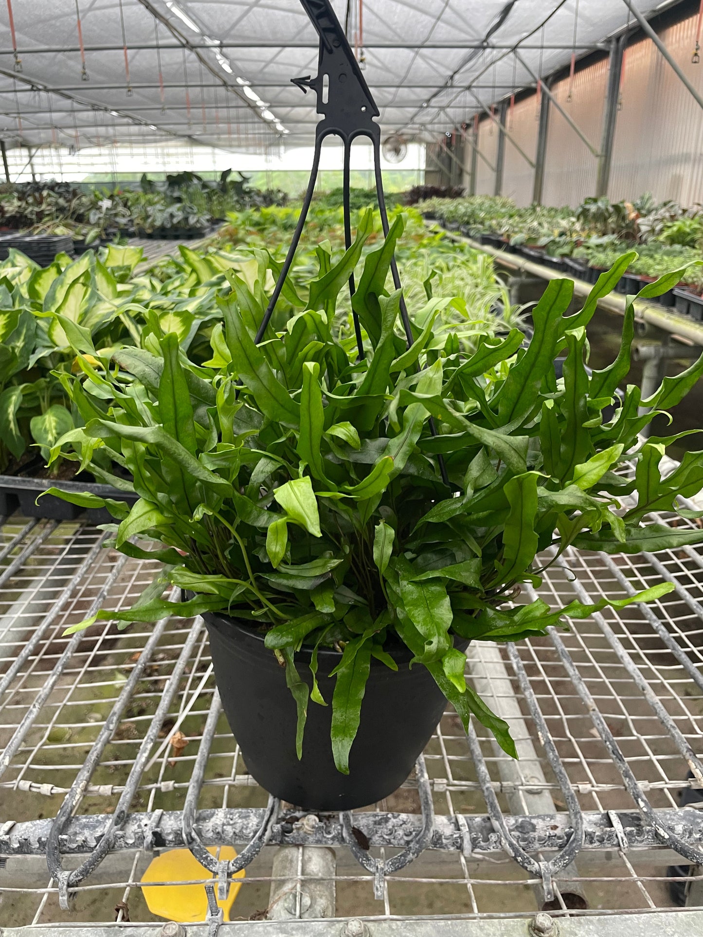 Fern Kangaroo Paw Live House Plant