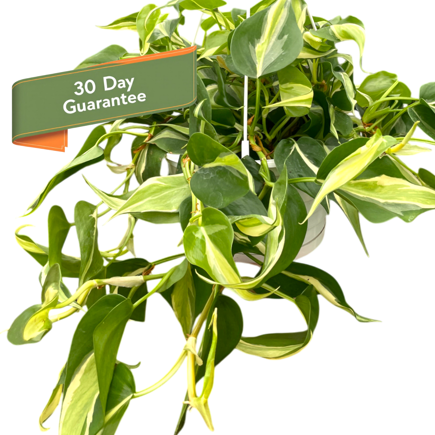 Philodendron Silver Stripe