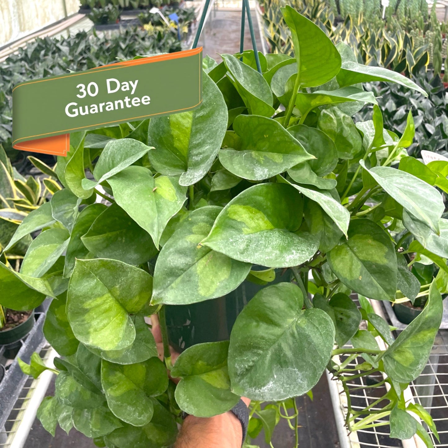 Global Green Pothos Plant Live Pothos Rare House Plant Hanging Indoor Plant Vining Plant Rooted Pothos in Pot XXL Pothos Aquarium Paludarium
