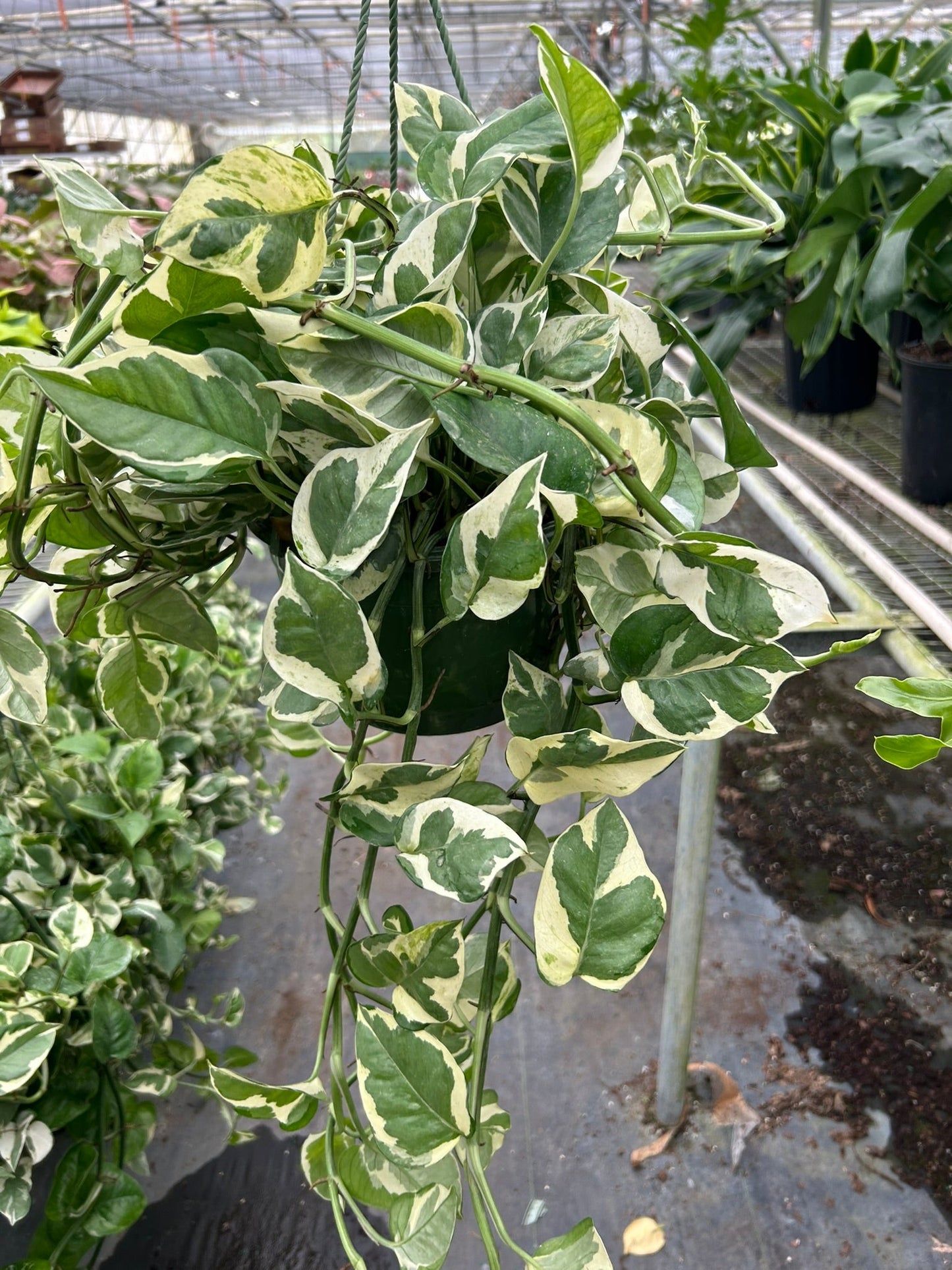 Pothos N'joy