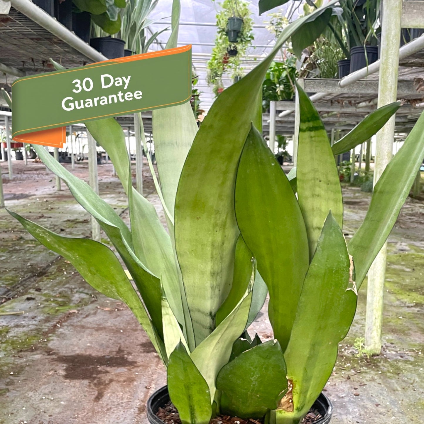 Snake Plant Moonshine Plant Live House Plant Low Maintenance Easy Care Low Light Air Purifying Plant Air Cleaning Live Indoor