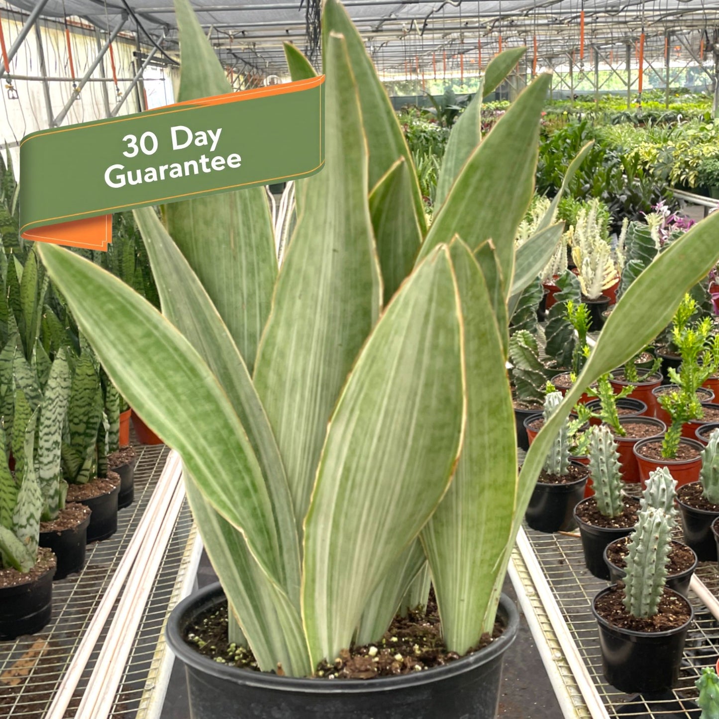 Snake Plant Sayuri Plant Live House Plant Low Maintenance Easy Care Low Light Air Purifying Plant Air Cleaning Live Indoor