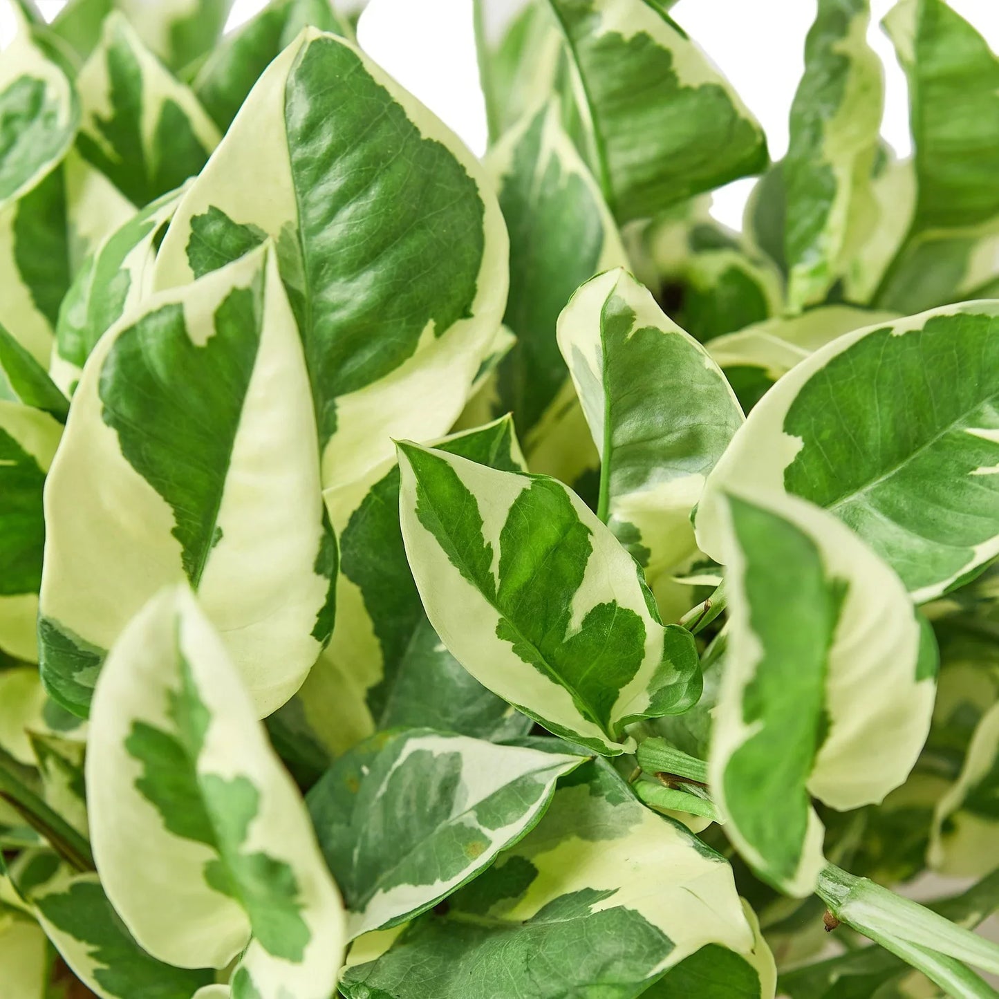 Pothos N'joy