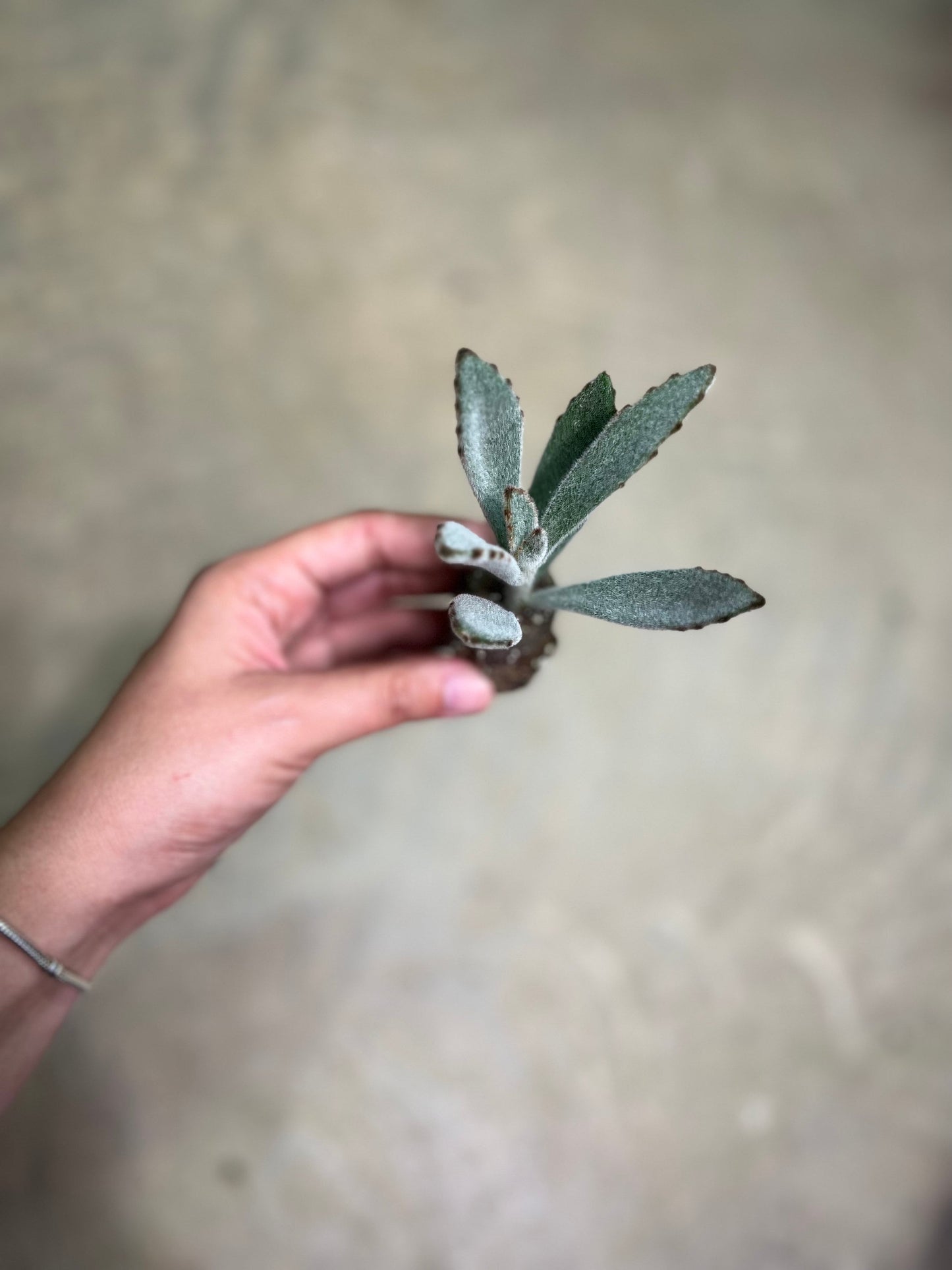 Panda Plant Kalanchoe Tomentosa Rooted Starter Live Plant Fuzzy House Plants Succulent Gift for Succulent Lover