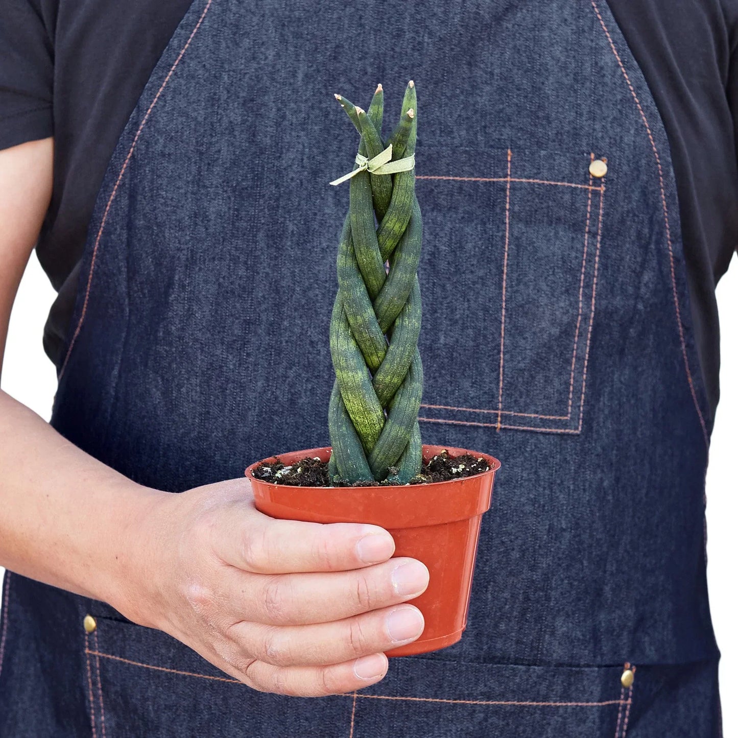 Snake Plant Braided Plant Live House Plant Low Maintenance Easy Care Low Light Air Purifying Plant Air Cleaning Live Indoor