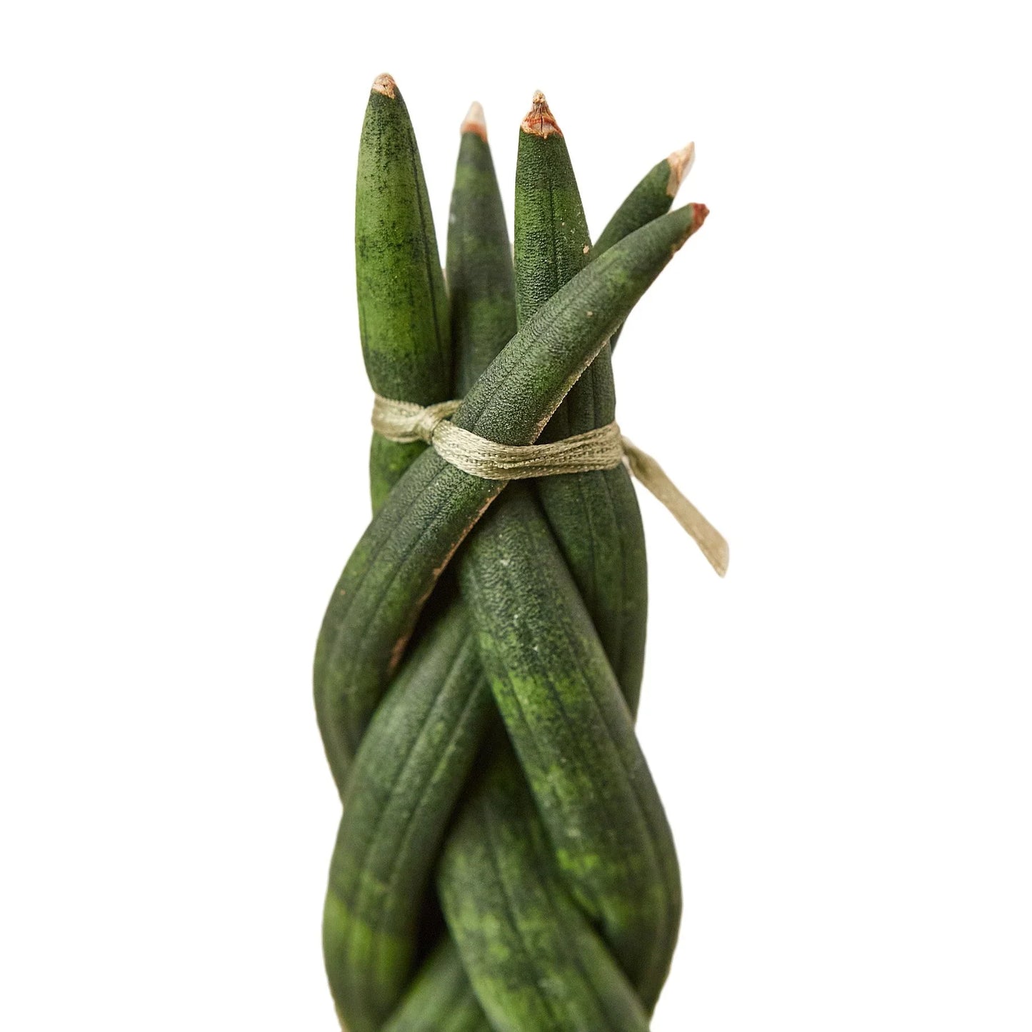 Snake Plant Braided Plant Live House Plant Low Maintenance Easy Care Low Light Air Purifying Plant Air Cleaning Live Indoor