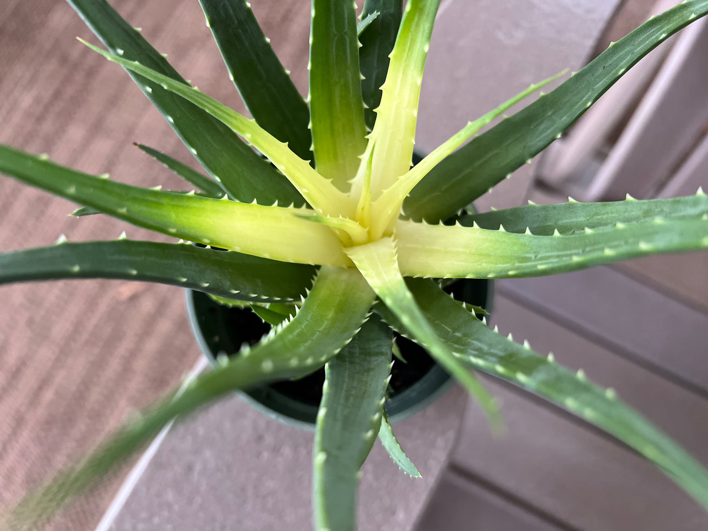 Aloe Solar Flare Plant Live Rare Aloe Vera House Plant Variegated Aloe Humilis Hybrid