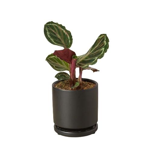 Calathea Roseopicta Medallion