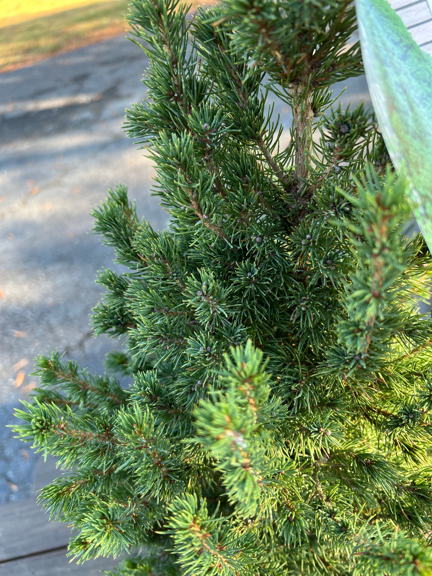 Mini Christmas Tree Plant Live Dwarf Alberta Spruce 26” Tall 6” Pot Christmas Tabletop Tree
