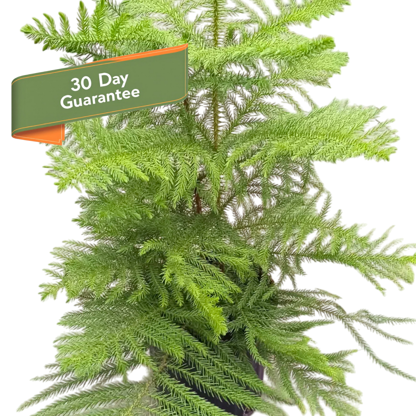 Norfolk Island Pine Tree Live House Plant Tall House Plant Tree