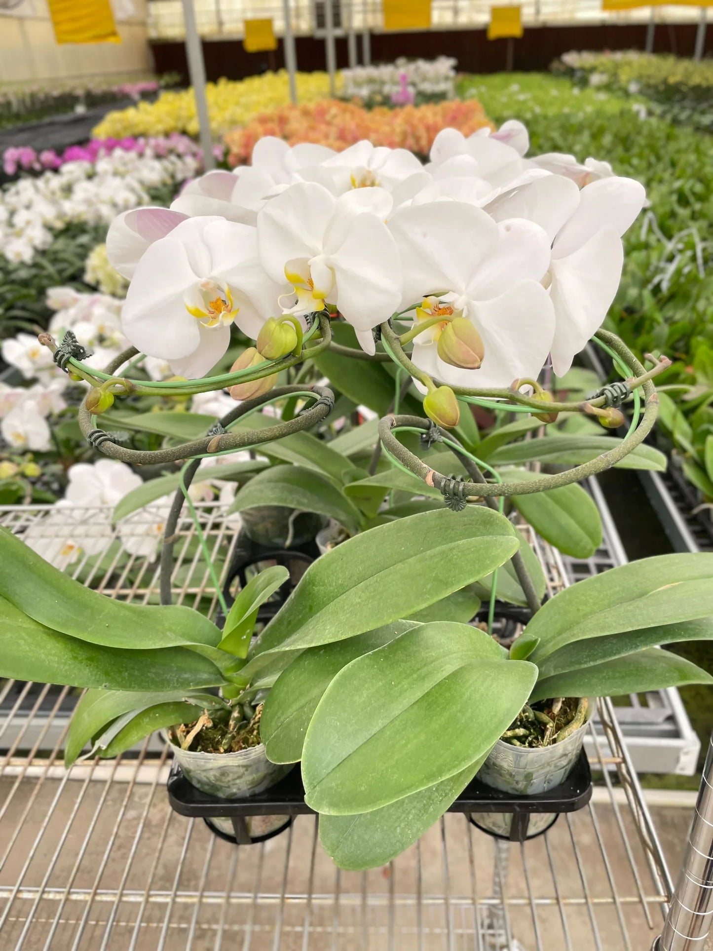 Orchid White Phalaenopsis