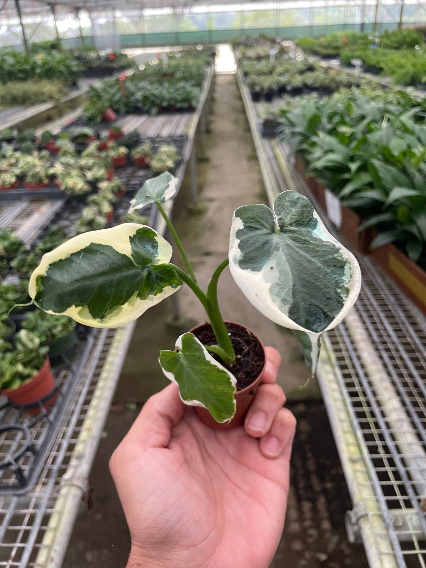 Alocasia Mickey Mouse Xanthosoma sagittifolium Variegatum Monstrosum Live House Plant Rare Variegated