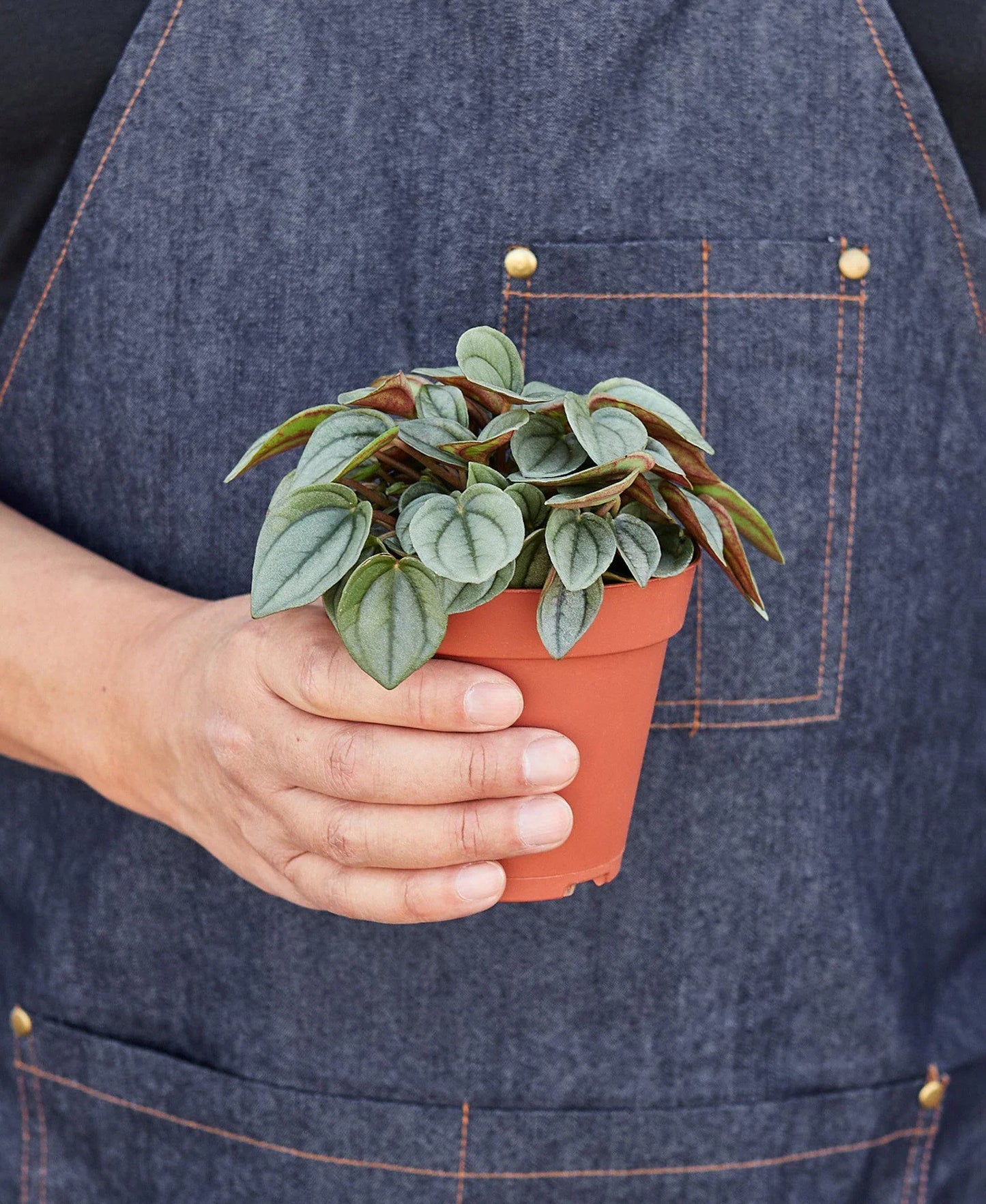 Peperomia Napoli Nights 4" Pot