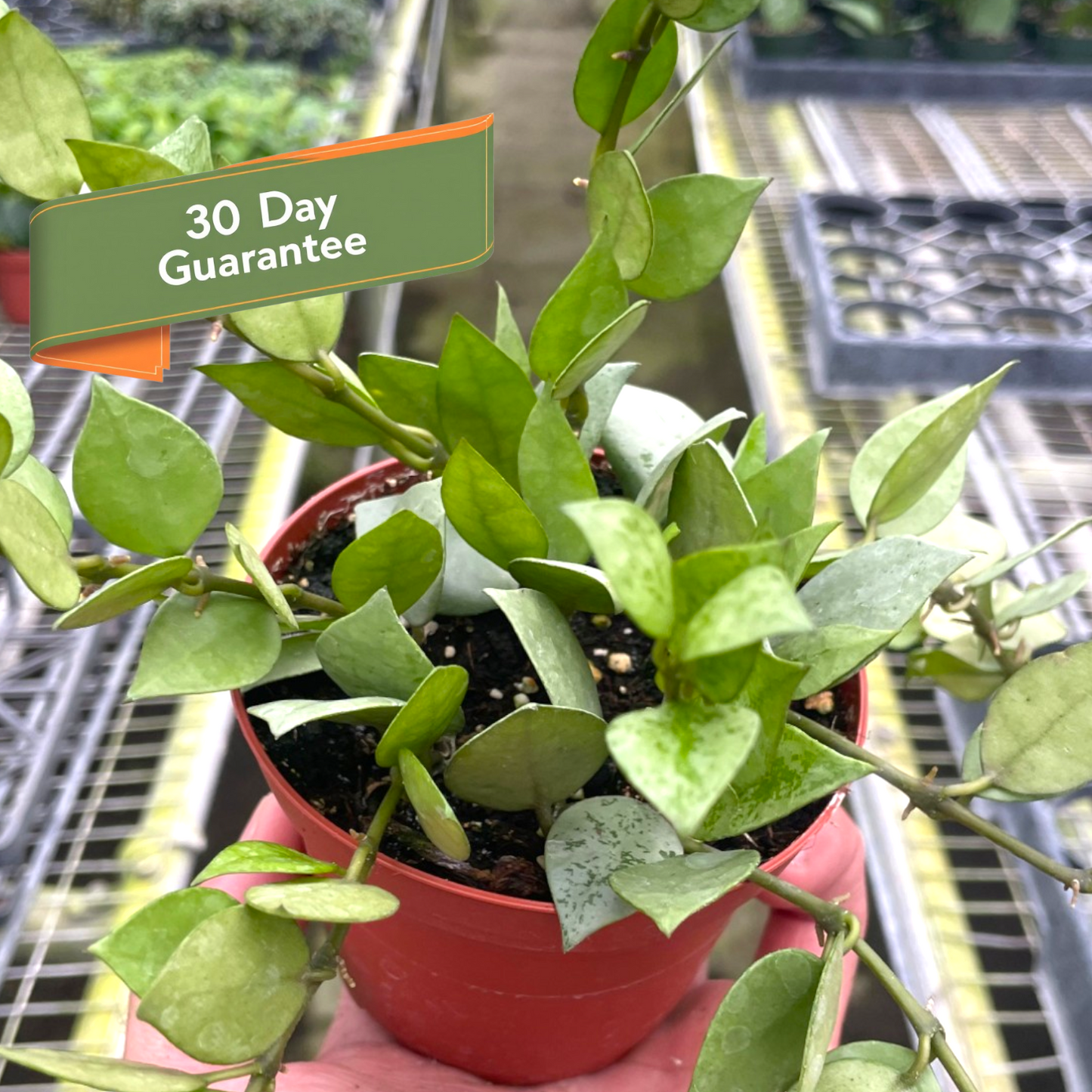 Hoya Krohniana Super Silver Live House Plant Vining Hanging